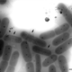 Cyanobacteria embedded in ice, some beginning to show their DNA coalesce into chromosomes (arrows) (Murata et al, Scientific Reports (2016))